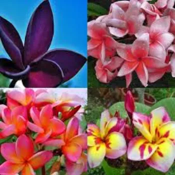 Super Plumeria Plant